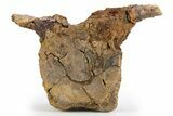 Hadrosaur (Edmontosaurus) Proximal Caudal Vertebra - Wyoming #303371-2